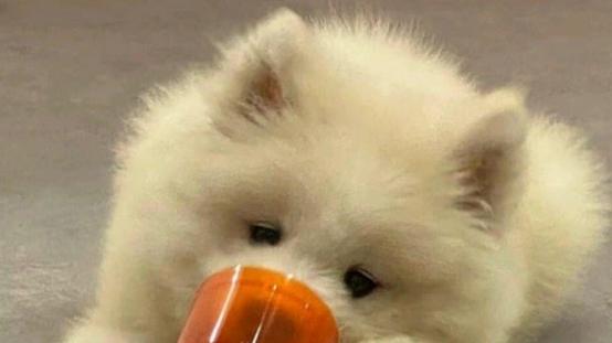 狗粮什么牌子的好？十大口碑最好的狗粮品牌，快来看看良心品牌