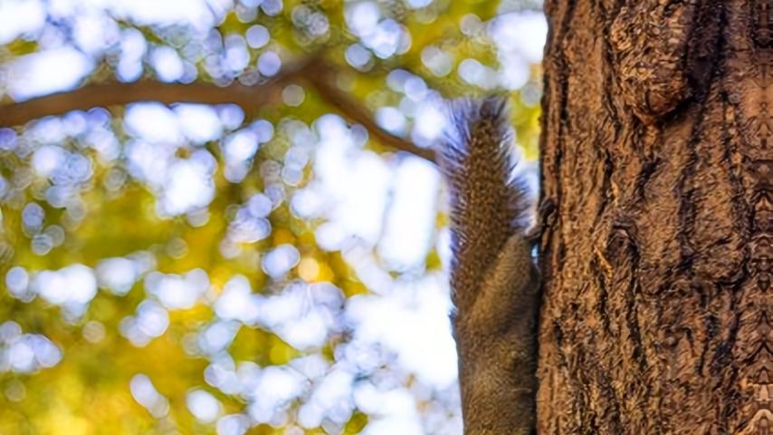 北京公园大爷逗松鼠：互动背后的 “乐” 与“思”