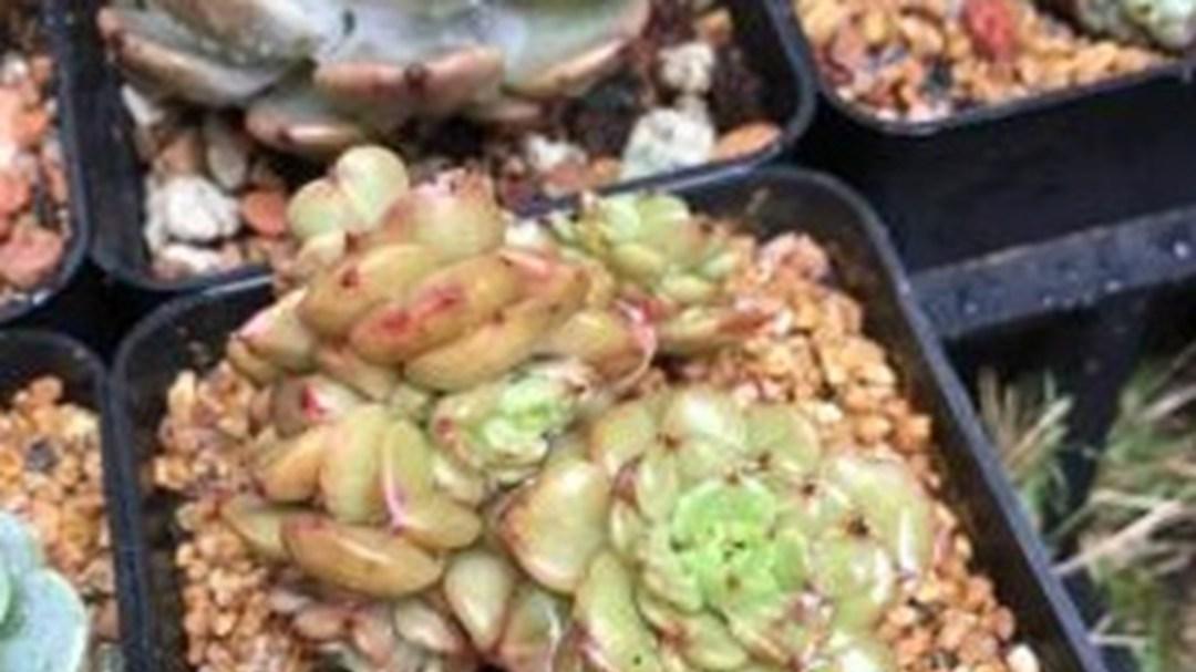 蜡牡丹叶缘焦枯，矿物质沉积，水质软化处理，过滤装置参数