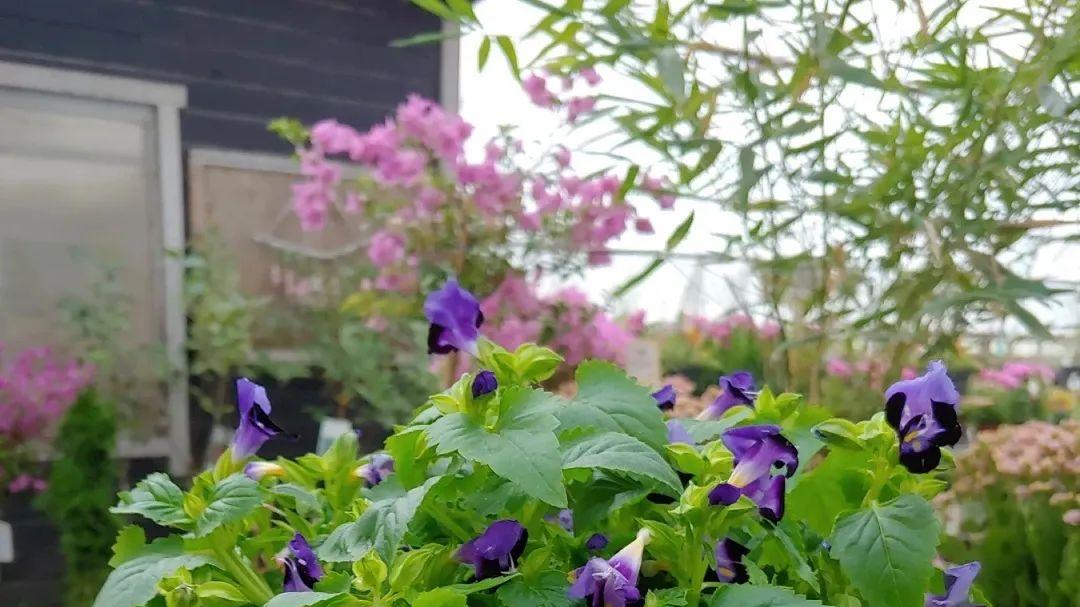夏季耐热、耐晒、耐雨淋的夏堇，还能自播繁殖
