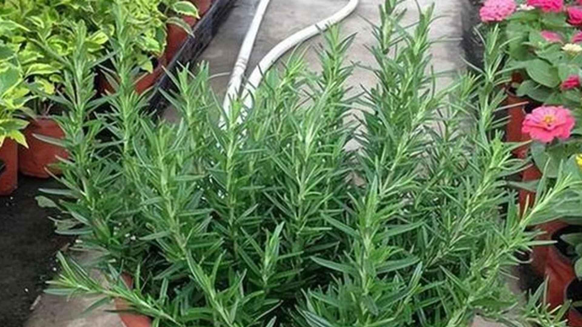 迷迭香种植技巧，烟熏工艺与烤肉搭配指南，枝叶阴干两周效果最佳