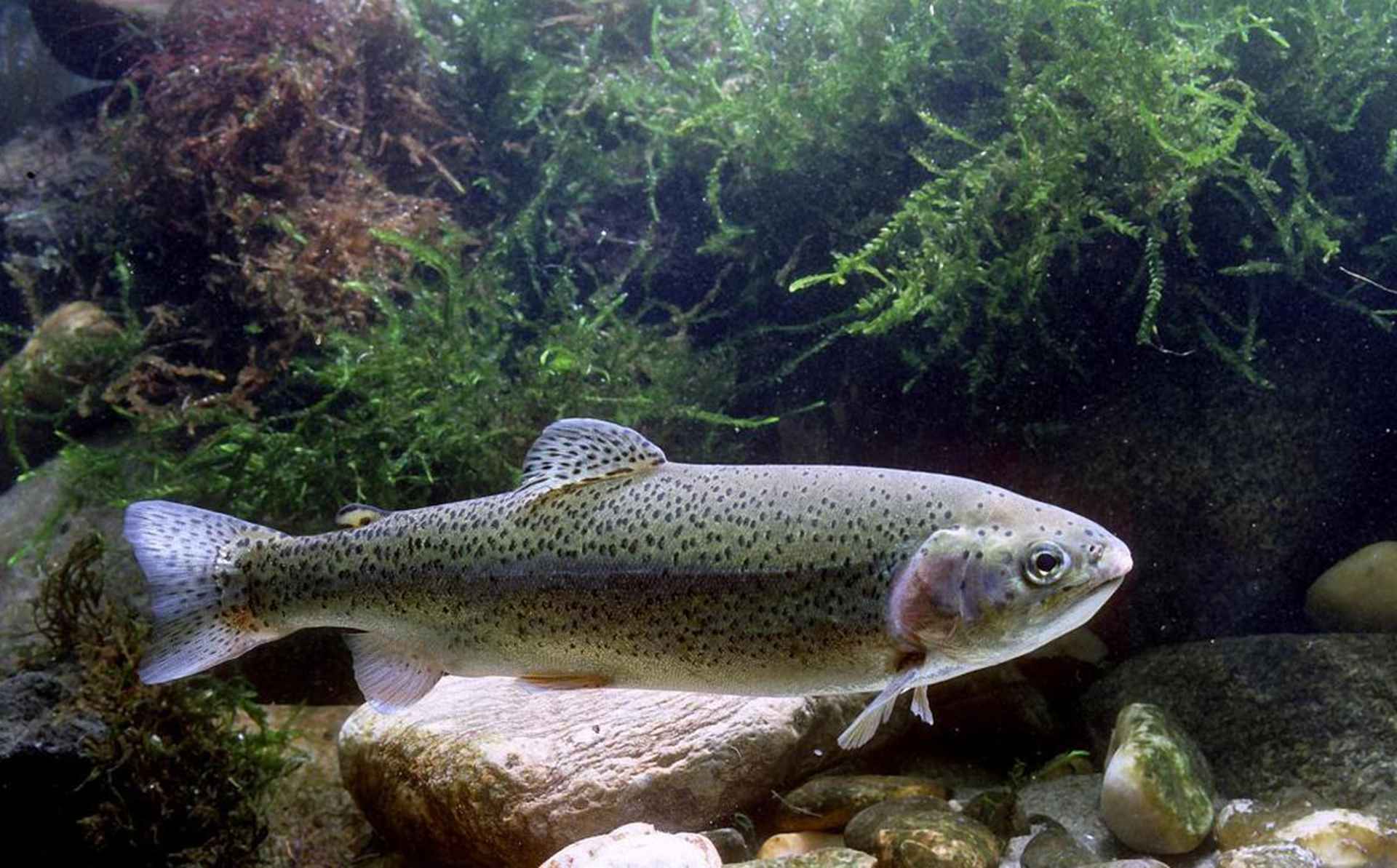 分级饲养技术，二十天增重，高原实践，虹鳟鱼规格分级