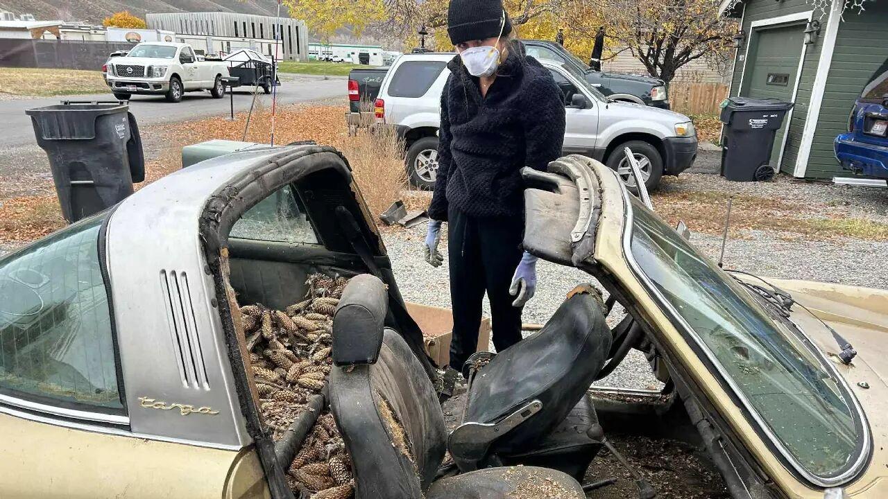 埋在松果堆31年！1970年保时捷911 Targa重见天日，车主誓要让它重返公路