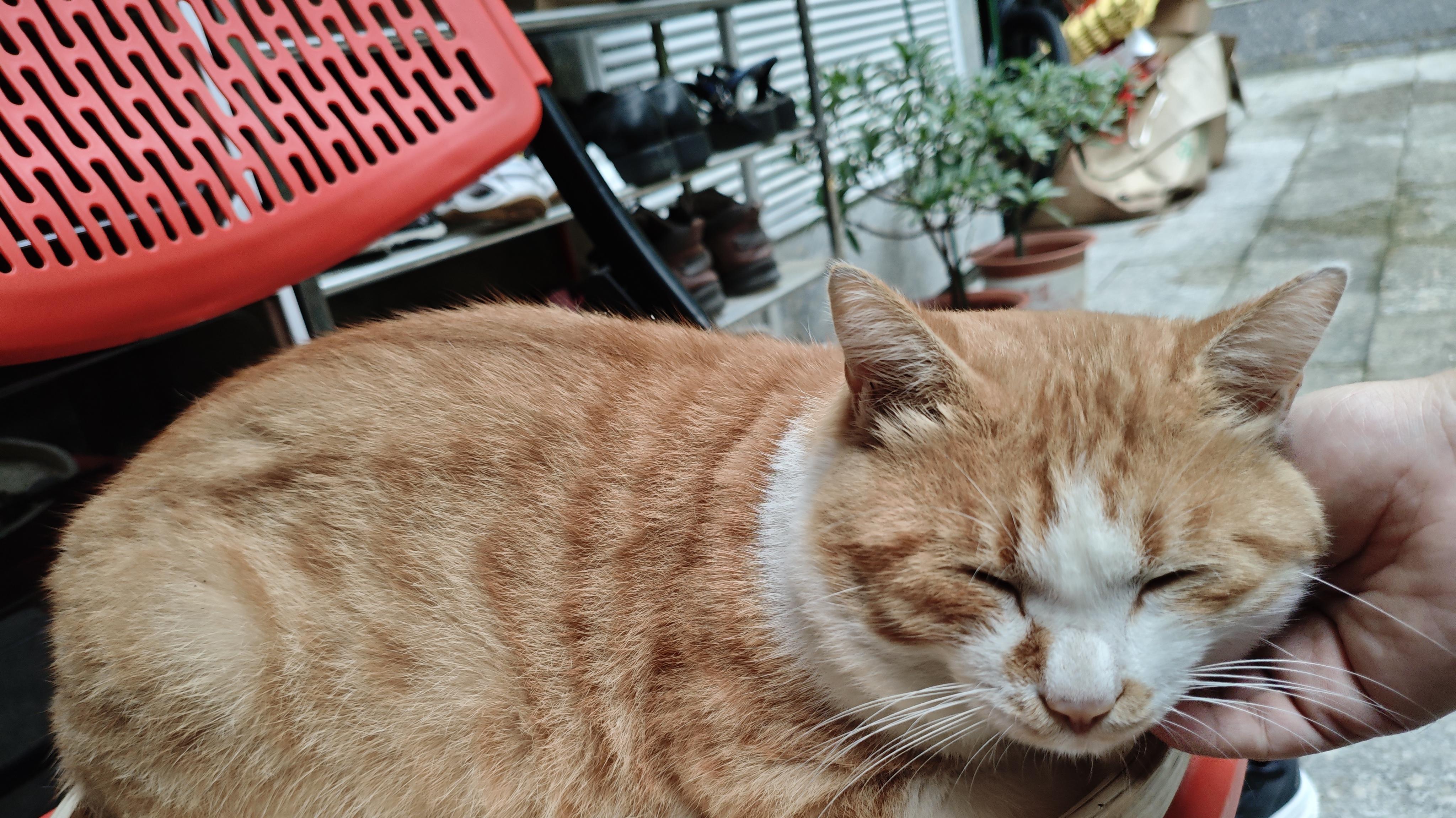 狸花猫被弃后成为小区猫王