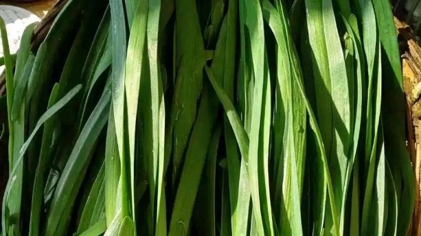 韭菜木屑发酵调酸技术，新疆戈壁节水灌溉模式，毛细管渗灌与茬高控制细则