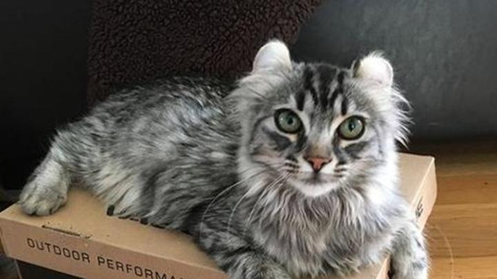 卷耳猫换毛期护理，专用沐浴产品推荐，宠物美容师创意造型，美国反主流文化与猫