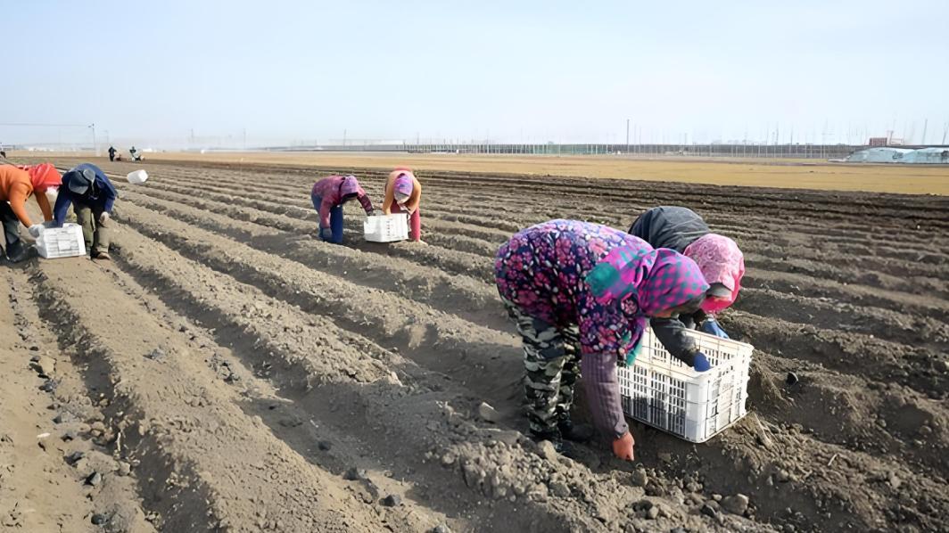 土豆种植：一穴到底该留几棵苗？老农经验分享，助你高产丰收！