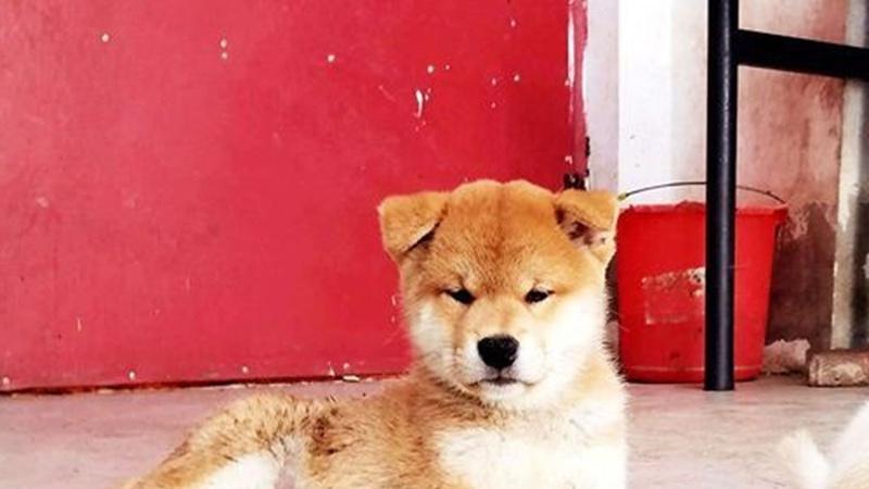 柴犬怀孕多久能看出来？孕期观察、饮食与注意事项！