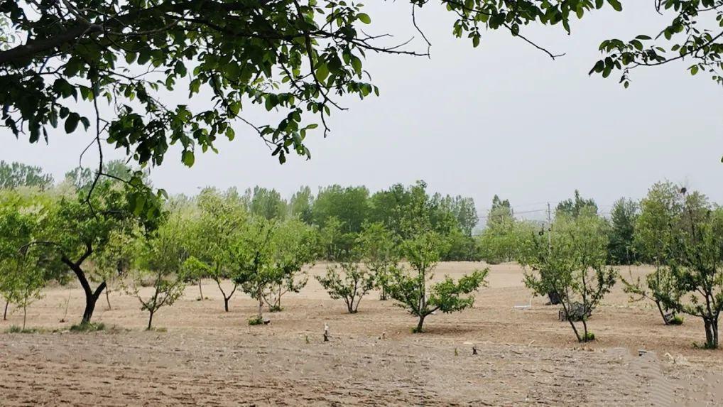 康养双桥 森林山庄——记山西省长治市潞州区老顶山街道双桥庄村