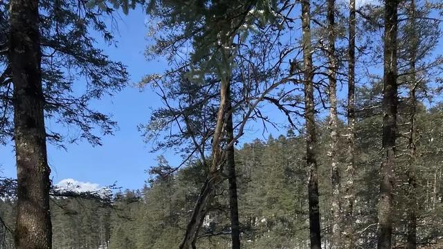 玉龙雪山云杉坪探秘，世外桃源风光尽收眼底，感受自然绝美之旅