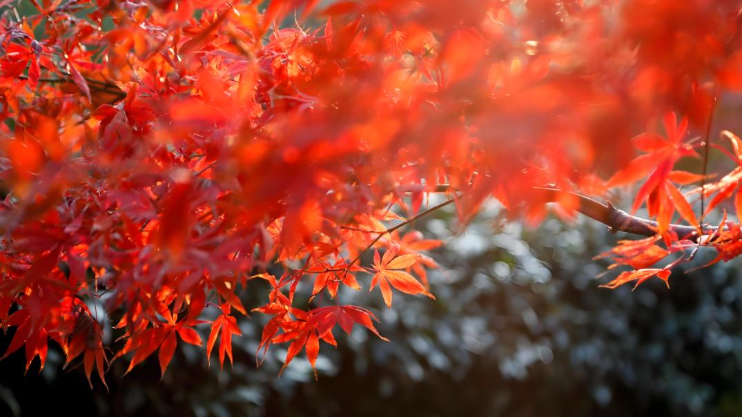 2025年甲申月运势简析2