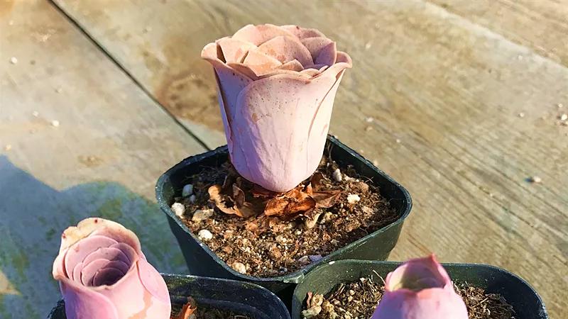 养多肉山地玫瑰，春天做好这3点，夏天才能开出“玫瑰花”