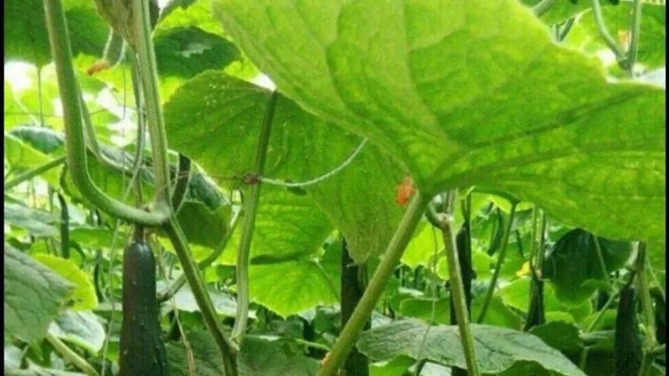 种植黄瓜、胡萝卜和番茄，肥料使用需谨慎，避免影响产量与品质