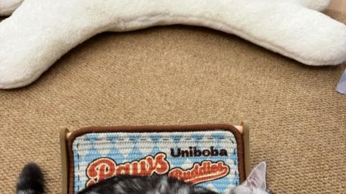 告别猫毛雨！猫掉毛最好的解决办法，铲屎官亲测有效