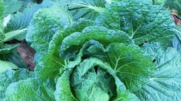 种植白菜、甘蓝，有人喜欢摘叶子，这能增产吗？老农告诉你
