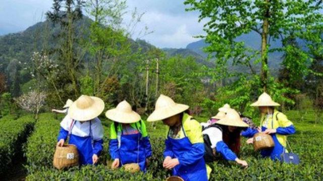 坚守有机绿色发展之路，峨眉山有机茶25年连获中国及IFOAM、欧美有机认证