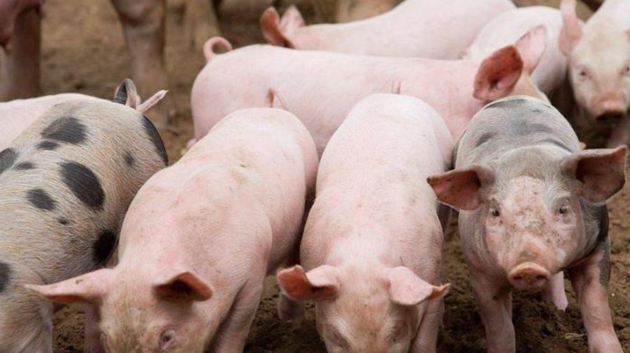 猪价 5 连涨！北方猪病突袭，母猪淘汰加速，养殖户机遇风险双预警