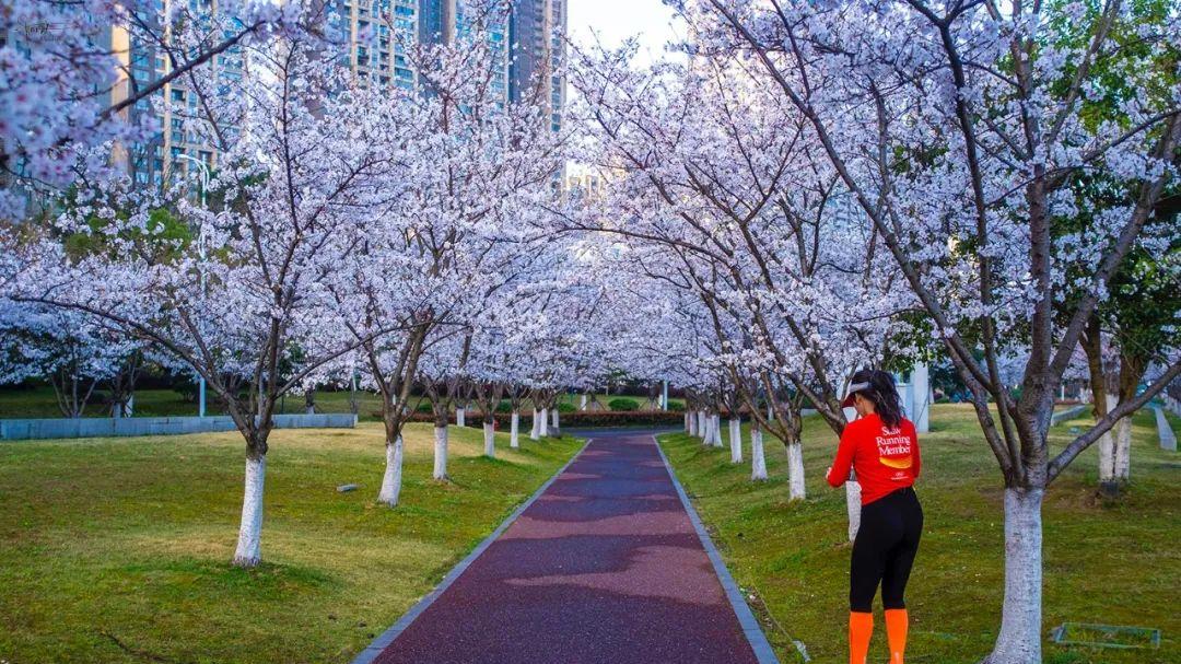 杭州最美的樱花跑道在钱塘江边，曾经上过多次央视，可惜花期太短