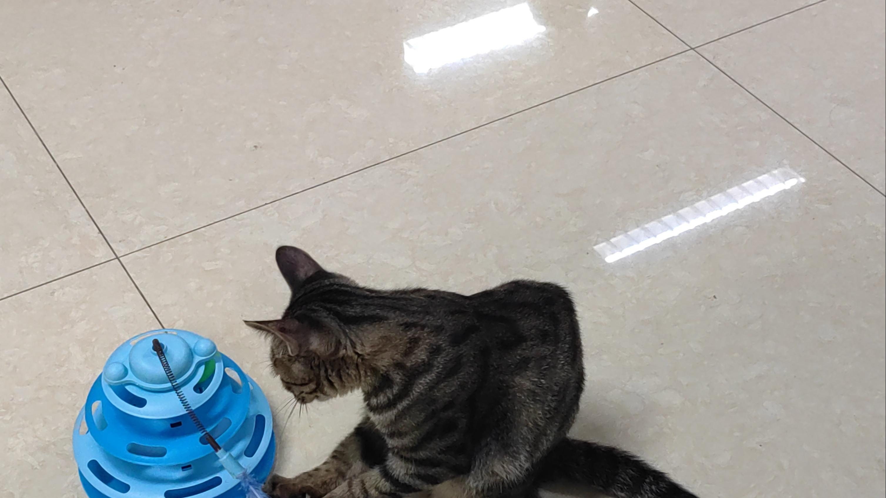 养猫家庭女主人怀孕就要把猫咪送人？这是科学还是伪科学？