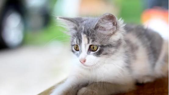 宠物空气净化器推荐哪个牌子？排行榜前十名让家里空气清新无异味