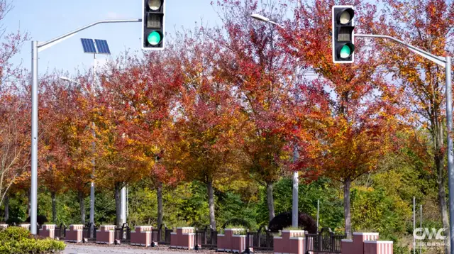 来崇明，邂逅“美拉德”风美景