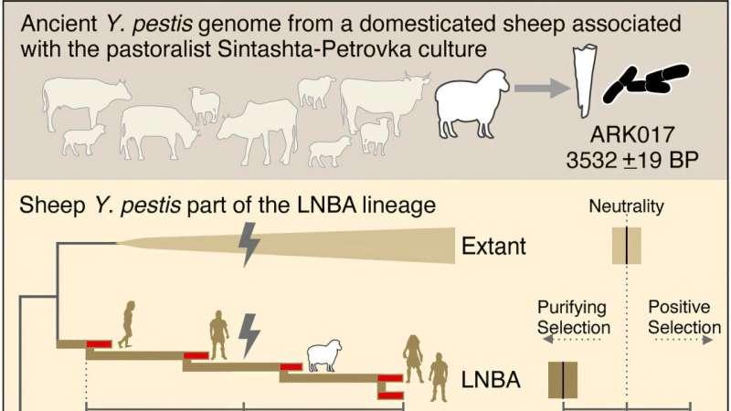 研究突破：青铜时代鼠疫非人传播的首次遗传证据