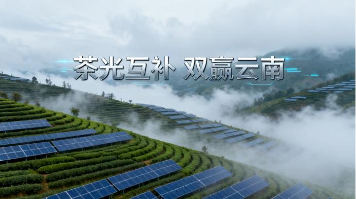 云南首探“茶光互补”：提供能源转型与土地集约样本