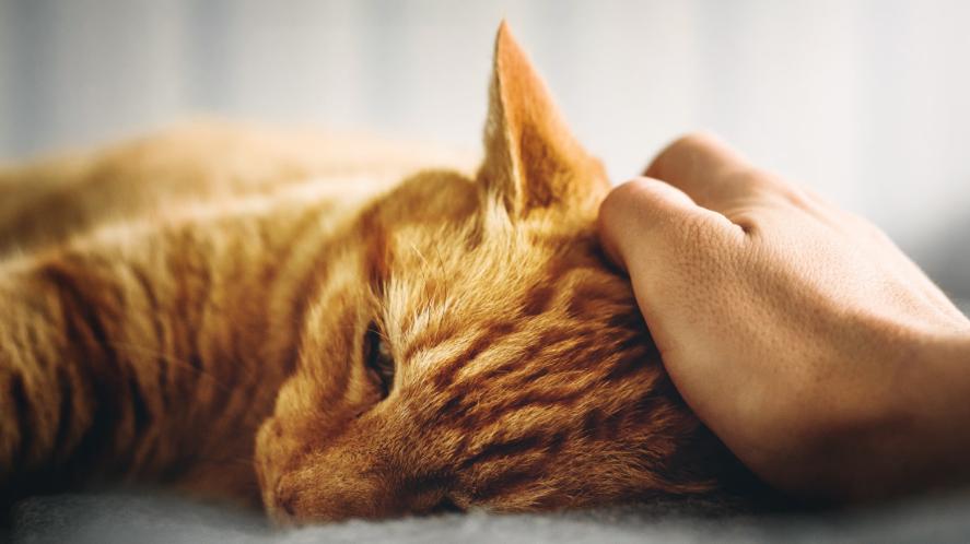 猫咪不停打呼噜，你却不知道它在 “自我疗愈”？