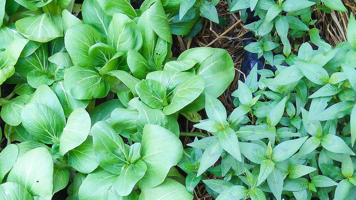 揭开鸡毛菜种植的5大关键技巧
