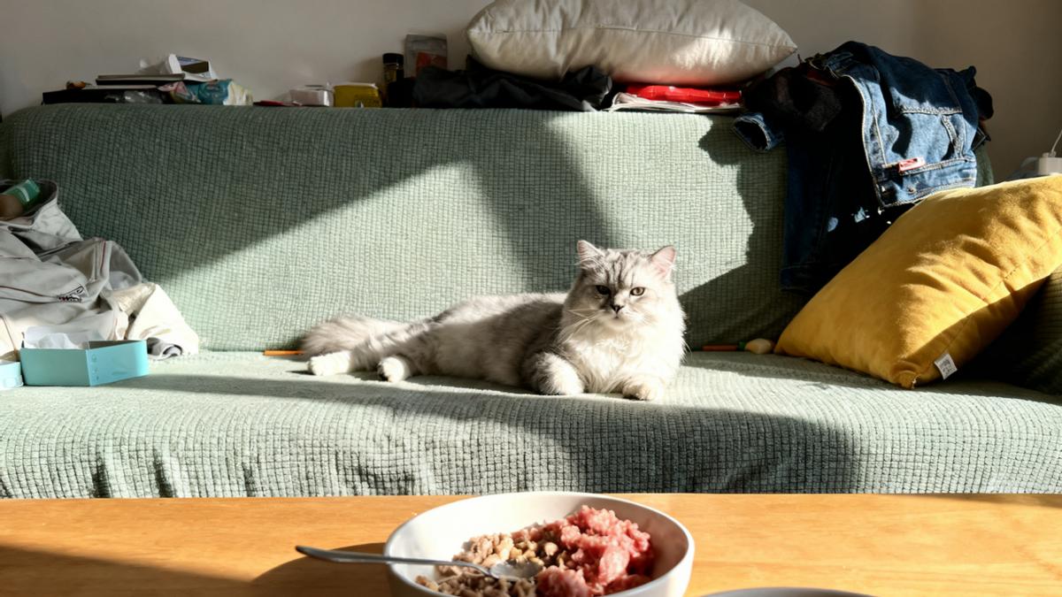 跟着自制猫饭食谱做鲜粮总翻车？选对宠物鲜粮自制机超省心