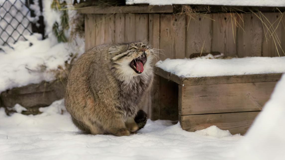 内蒙古发现3只兔狲，与母兽走散后藏在汽车里，见有人来十分凶悍