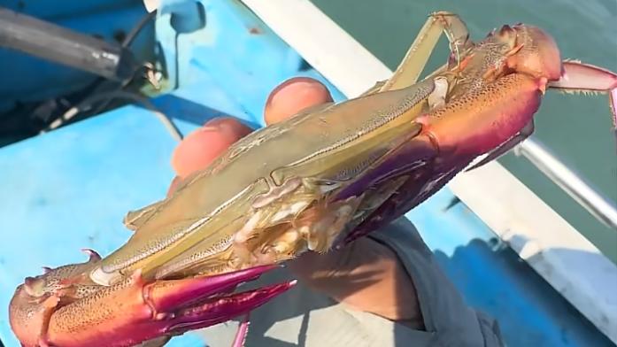 福建惊现“妖艳”怪蟹！眼睛比身体长，网友：一股机油味，太难吃