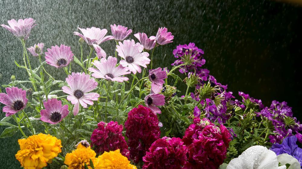 存点雪水浇花，听说效果好到爆？