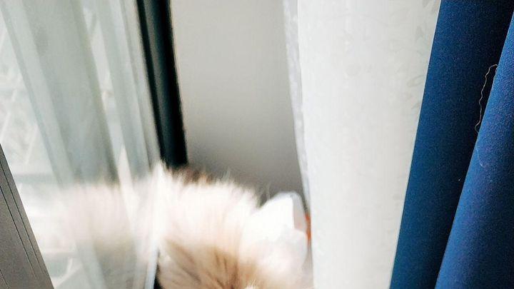 布偶猫挑食不吃猫粮怎么办？