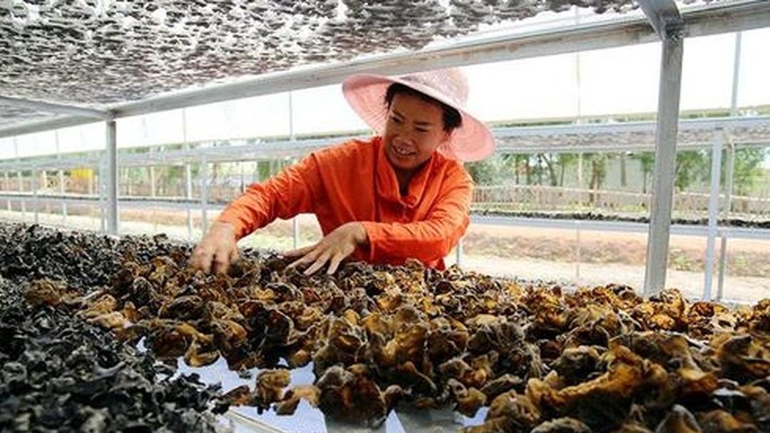菌种选择学问大，优质菌种是密码，产量品质不用怕