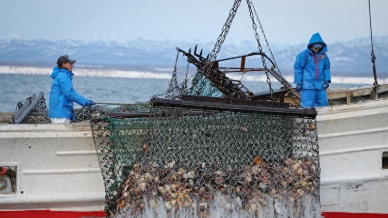 日本扇贝如何在逆境中崛起？从中国封关到全球热销的秘密