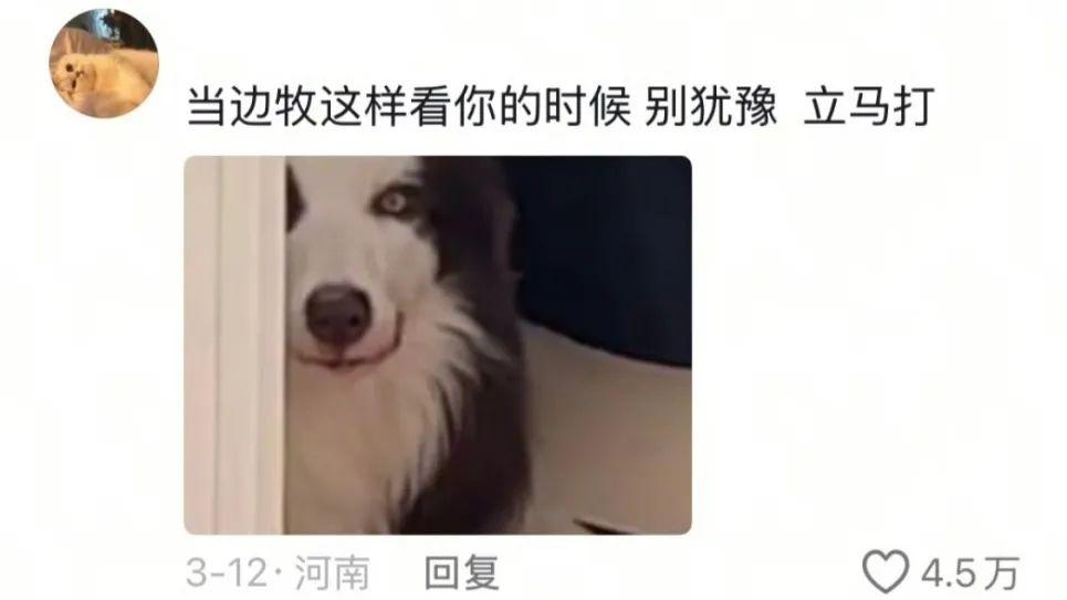 边牧的嫉妒心有多强，网友：我家边牧把金毛扔了，自己回来了
