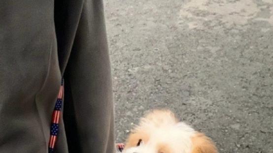 老年狗狗吃什么好？老年犬狗粮推荐，这几款性价比高优质