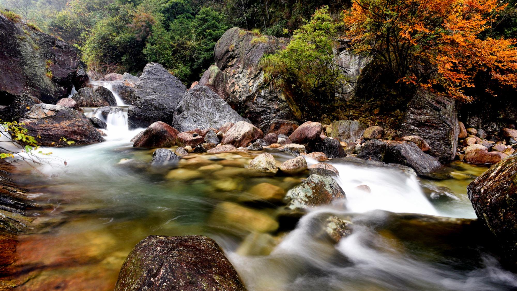 黄山翡翠谷秋意浓，当绿色峡谷撞上漫天红叶，让人流连忘返