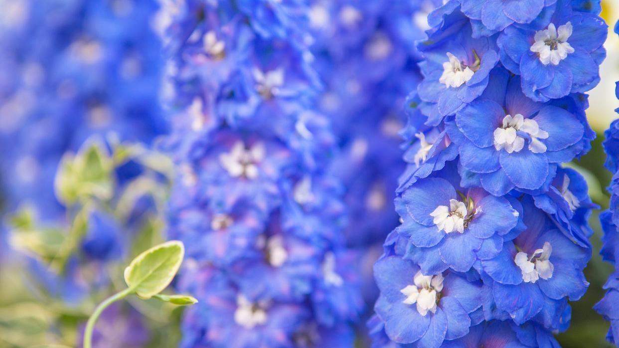 养好蓝雪花并不难，掌握这几个技巧就够了