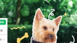 狗狗叹气是嫌我烦？真相可能暖到你想哭