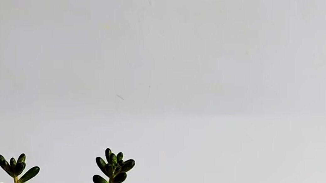 回乡大学生创业新选择，叶插繁殖虹之玉，湿度控制表助力高效养护