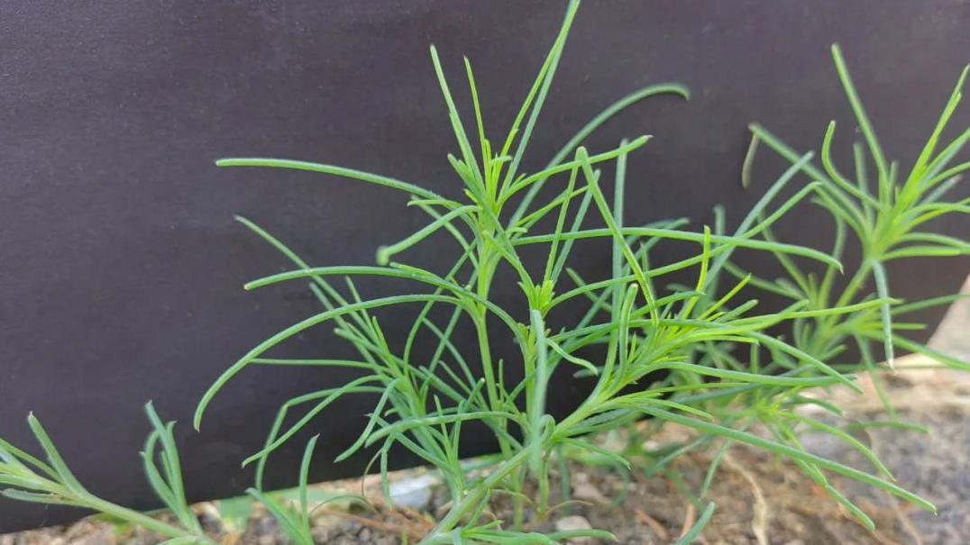 探索猪毛菜的5个名字和它鲜为人知的药用