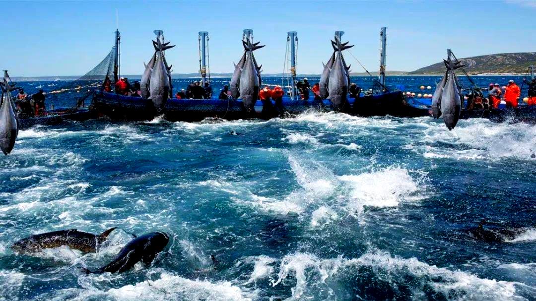 格韬杨红伟就某网络大V被远洋捕捞涉非法经营罪成功辩护全案撤案