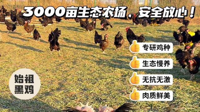 不是所有鸡蛋都敢承诺“可生食”，始祖黑鸡：安全营养的完美融合