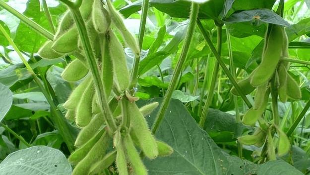 大豆红蜘蛛如何防治？