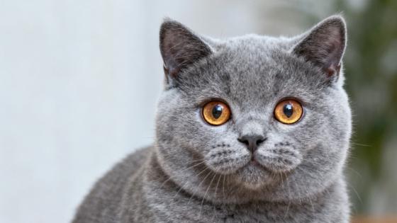 宠物直播购物，居然这么靠谱