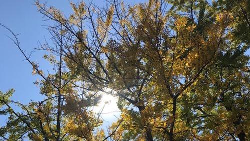 梧桐碳纳米管，木质部强化实验，麻省理工合作，材料科学跨界