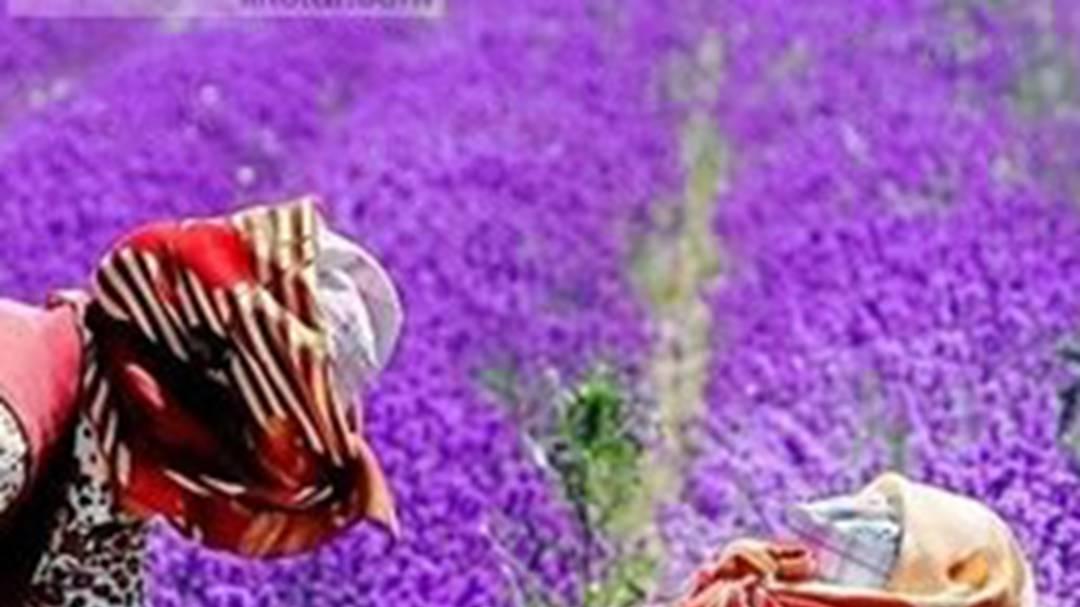 薰衣草精油掺假问题突出，气相色谱技术精准检测，行业打假联盟严惩掺兑超5行为