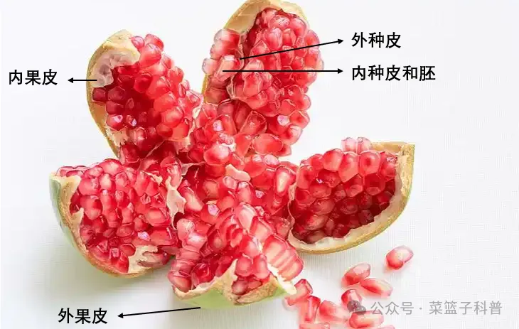 石榴：从硬籽到软籽，无籽石榴是否能够到来？